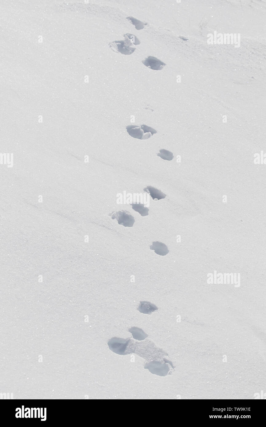 La liebre de montaña (Lepus timidus), pista de nieve. El Parque Nacional de Cairngorms, Escocia Foto de stock