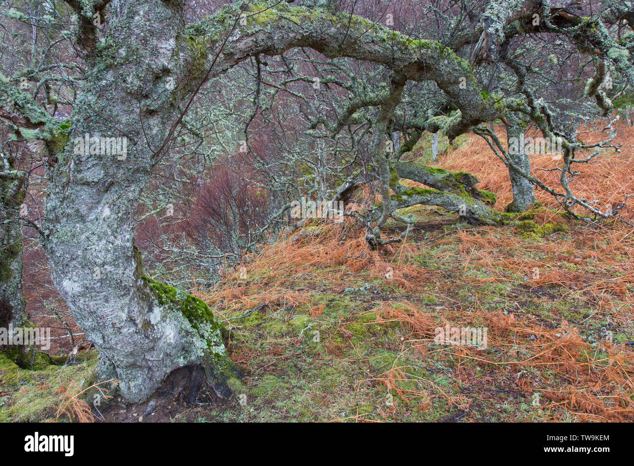 Unión Abedul blanco, Plata abedul (Betula pendula). Retorcido árbol. El Parque Nacional de Cairngorms, Escocia Foto de stock