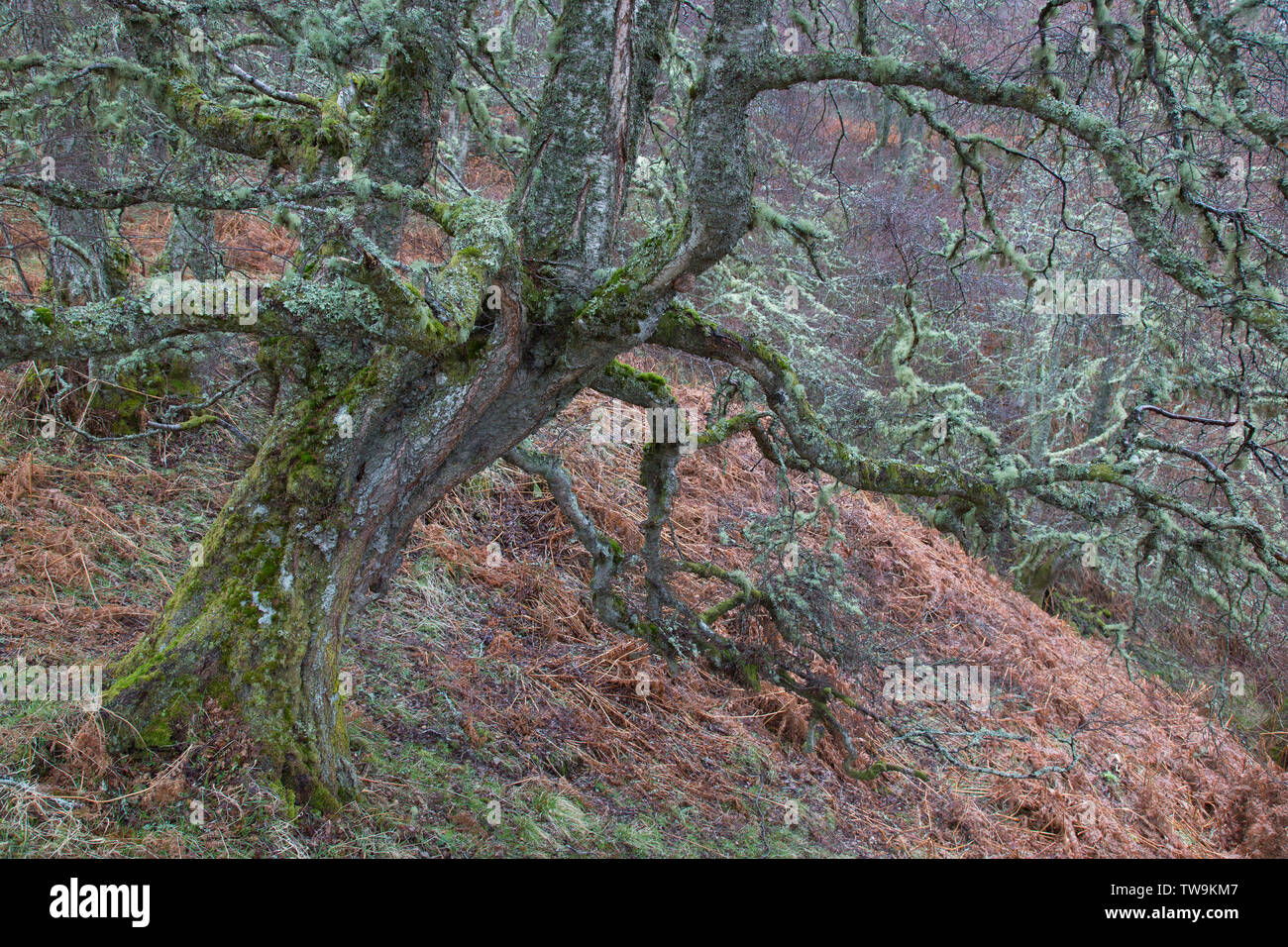 Unión Abedul blanco, Plata abedul (Betula pendula). Retorcido árbol. El Parque Nacional de Cairngorms, Escocia Foto de stock