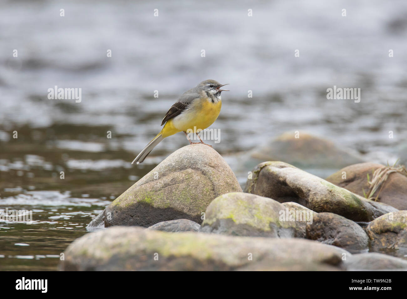 Grey Wagtail (Motacilla cinerea). Macho en canción, encaramado sobre una roca en un arroyo. Escocia, Gran Bretaña Foto de stock