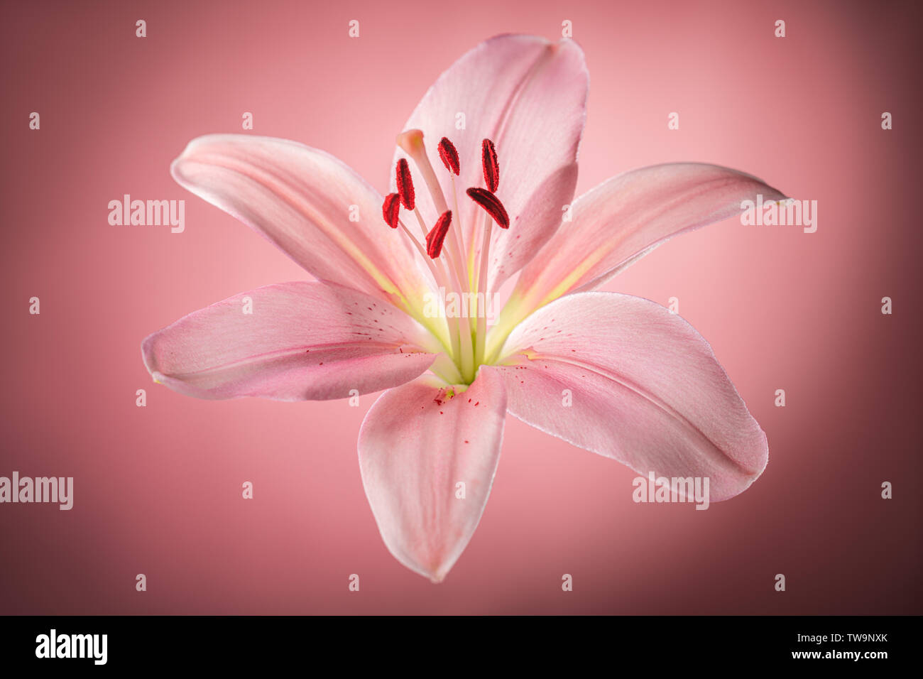 Lily Pink Flower closeup Foto de stock