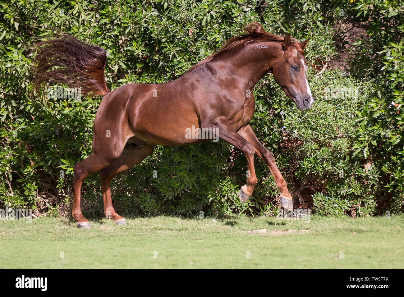 Arabian Horse. Semental Castaño al galope sobre el césped. Egipto Foto de stock