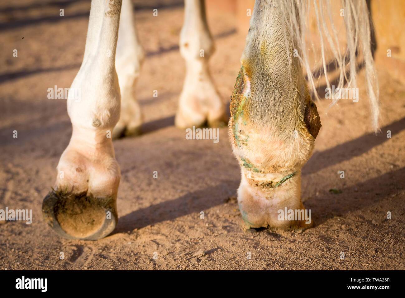 Horse hoof disease fotografías e imágenes de alta resolución Alamy