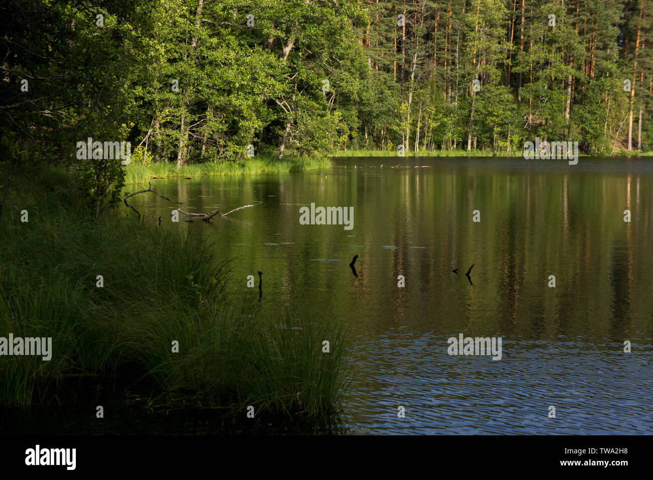 Los ríos y lagos de Karelia, pequeñas cascadas y pintorescos bosques, verano en Karelia Foto de stock