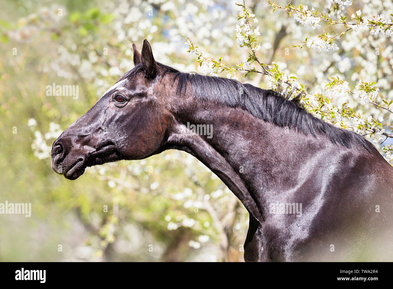 Hanoverian caballo. Retrato de negro castrado, visto contra árboles en flor. Alemania Foto de stock