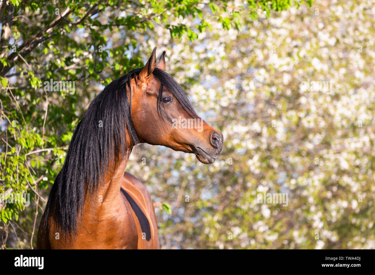 Arabian Horse. Retrato de semental de la bahía. Alemania Foto de stock