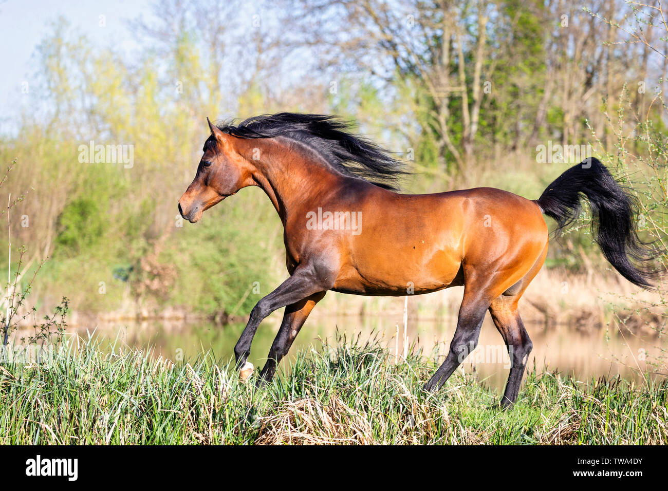 Arabian Horse. Bahía stallion galopando en una pastura. Alemania Foto de stock