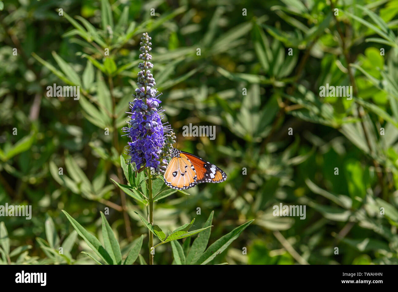 Danaus chrysippus en granja Sekem, Markaz Belbes, Egipto Foto de stock