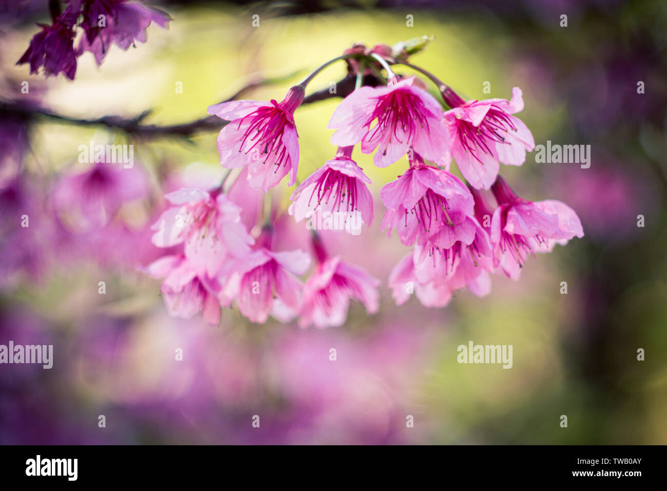 Hermosa rosa sakura flor que florece sobre fondo de cielo azul profundidad de campo Foto de stock