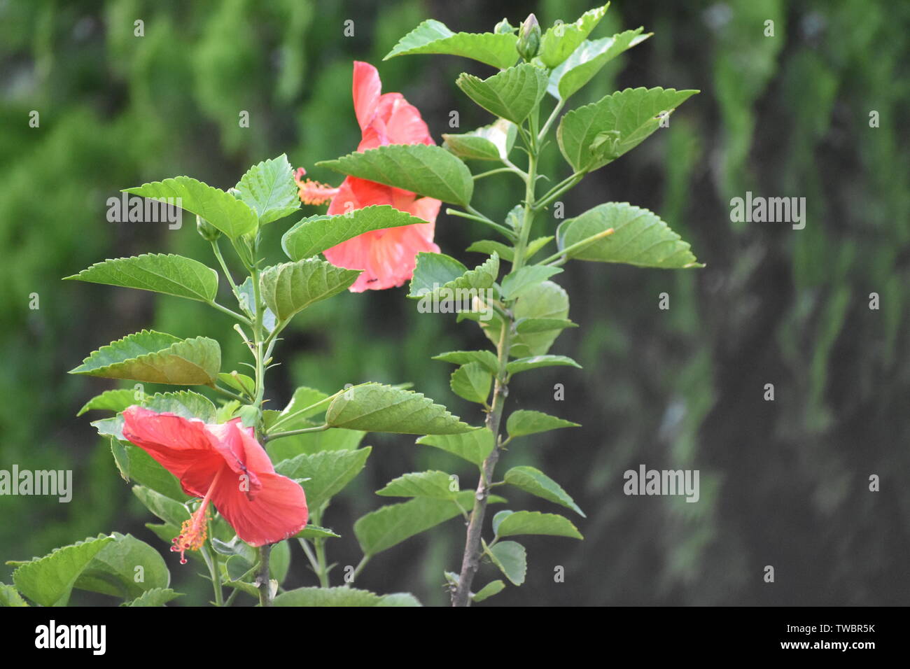 Flor de hibiscus rojo sobre un fondo verde. En el jardín tropical Foto de stock