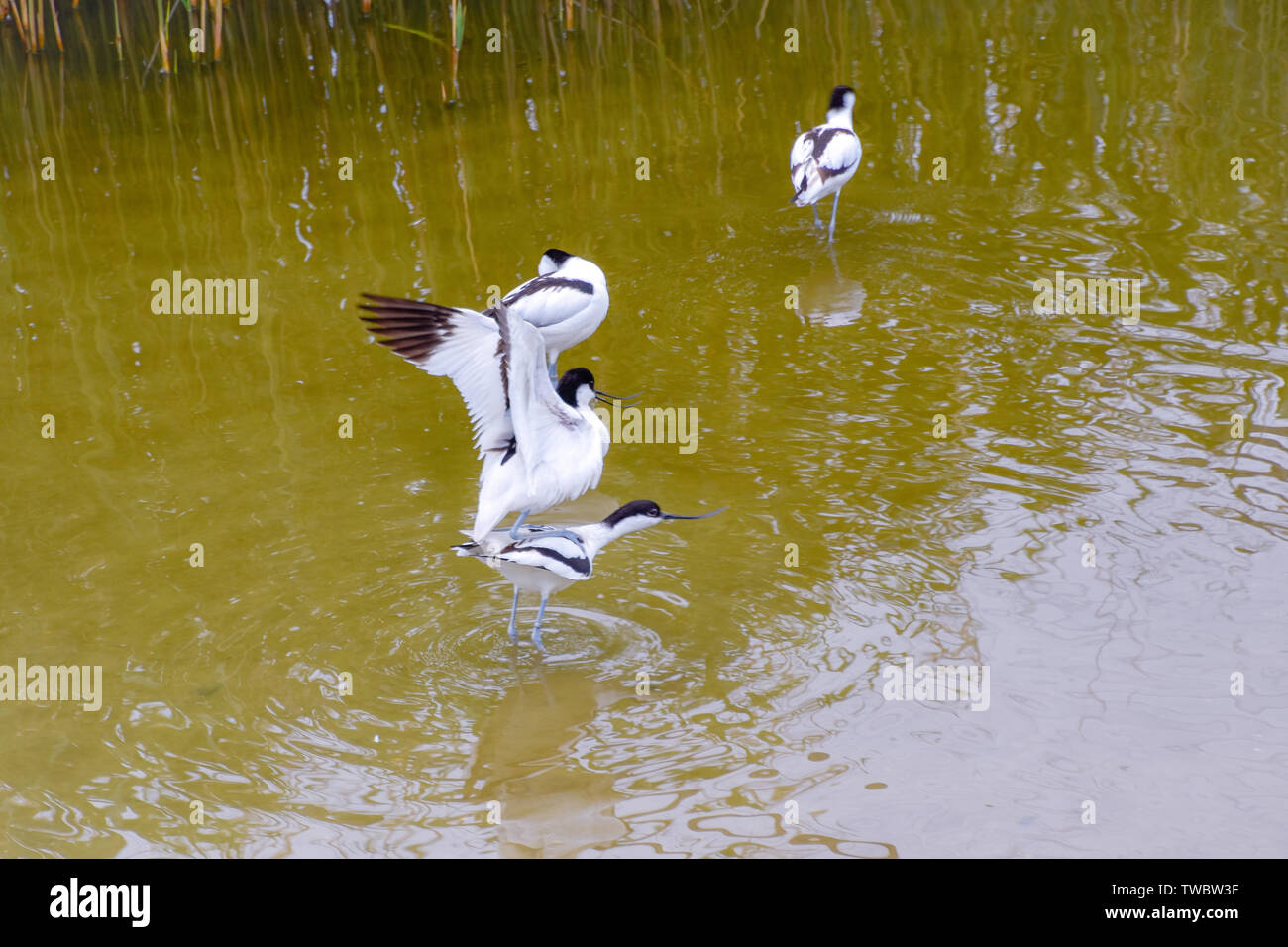 Schnabel dünnem Säbelschnäbler Wasservogel mit Wasser im Foto de stock