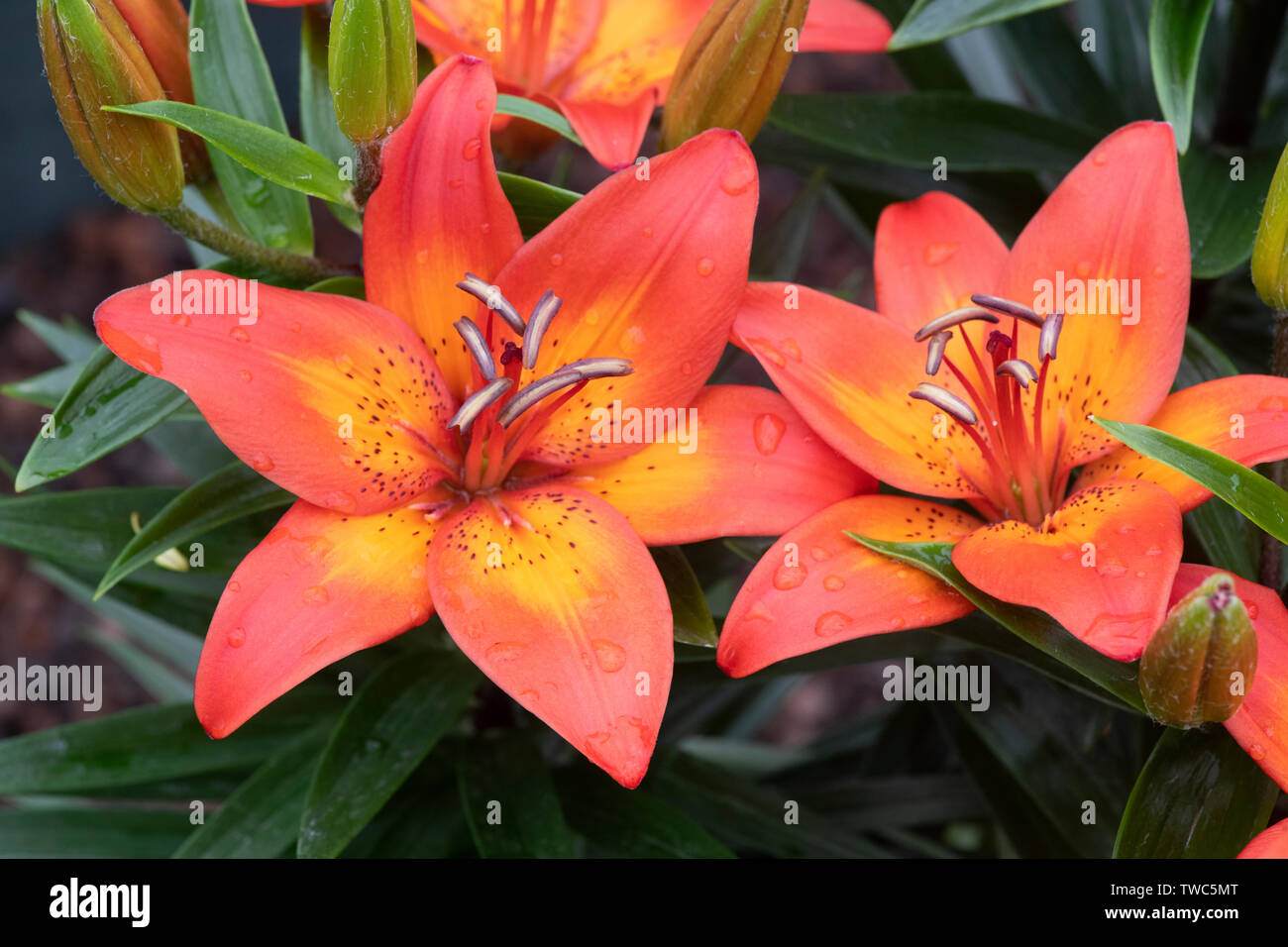 Lilium "alegría festiva'. Dwarf Asiatic Lily flores de cerca. UK Foto de stock
