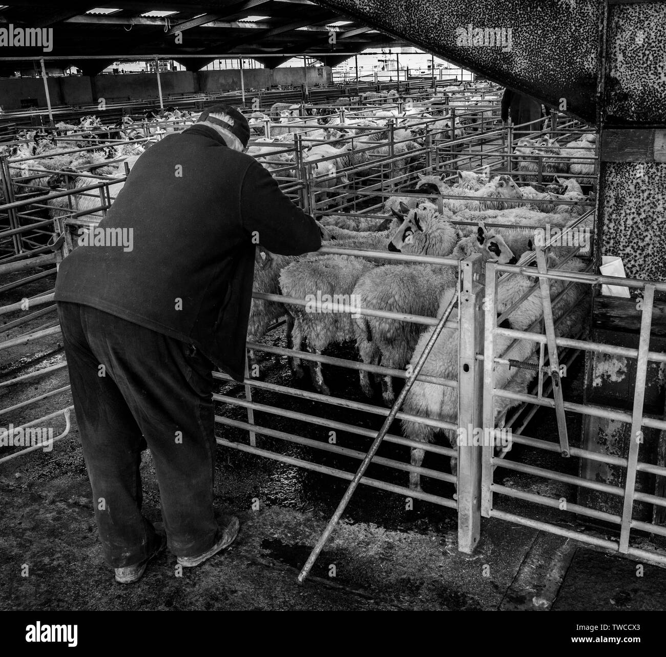 Corral Kivells Hallworthy, mercado de ganado Cornwall Foto de stock