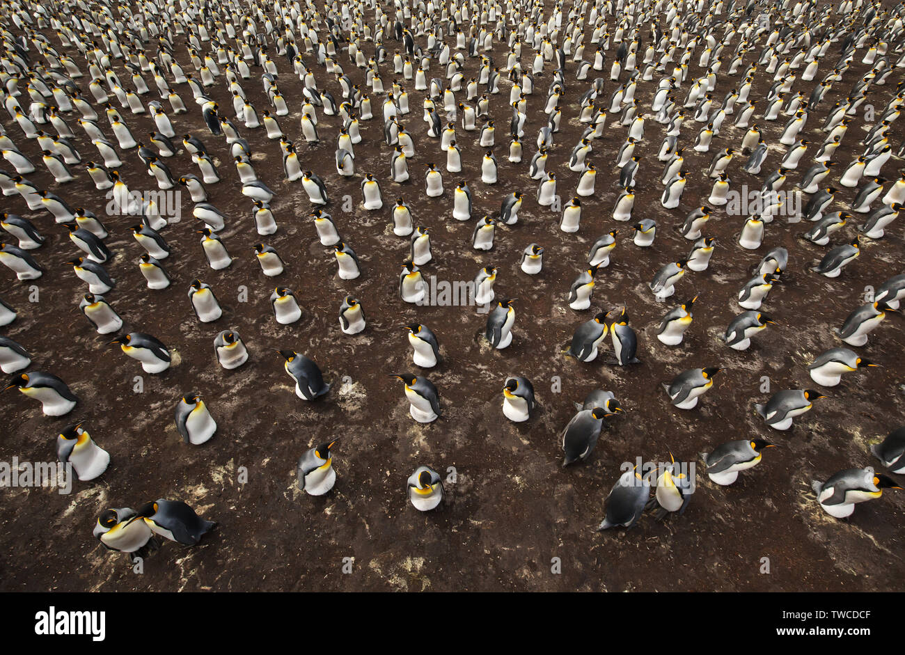 Colonia de Pingüinos Rey (Aptenodytes patagonicus) desde arriba, el punto de voluntariado, Islas Malvinas. Foto de stock