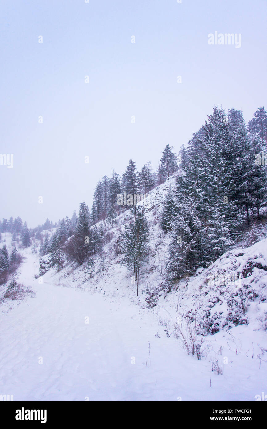 Tranquilo paisaje invernal de nieve senderos cubiertos de árboles de hoja perenne y un cielo nublado arriba Foto de stock