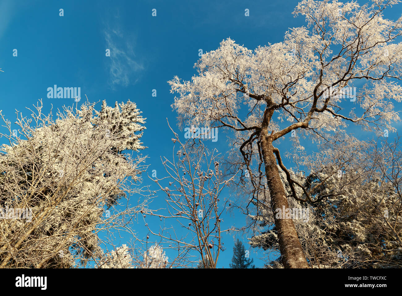 Nieve cimas de los árboles en el bosque en claro y soleado clima Foto de stock