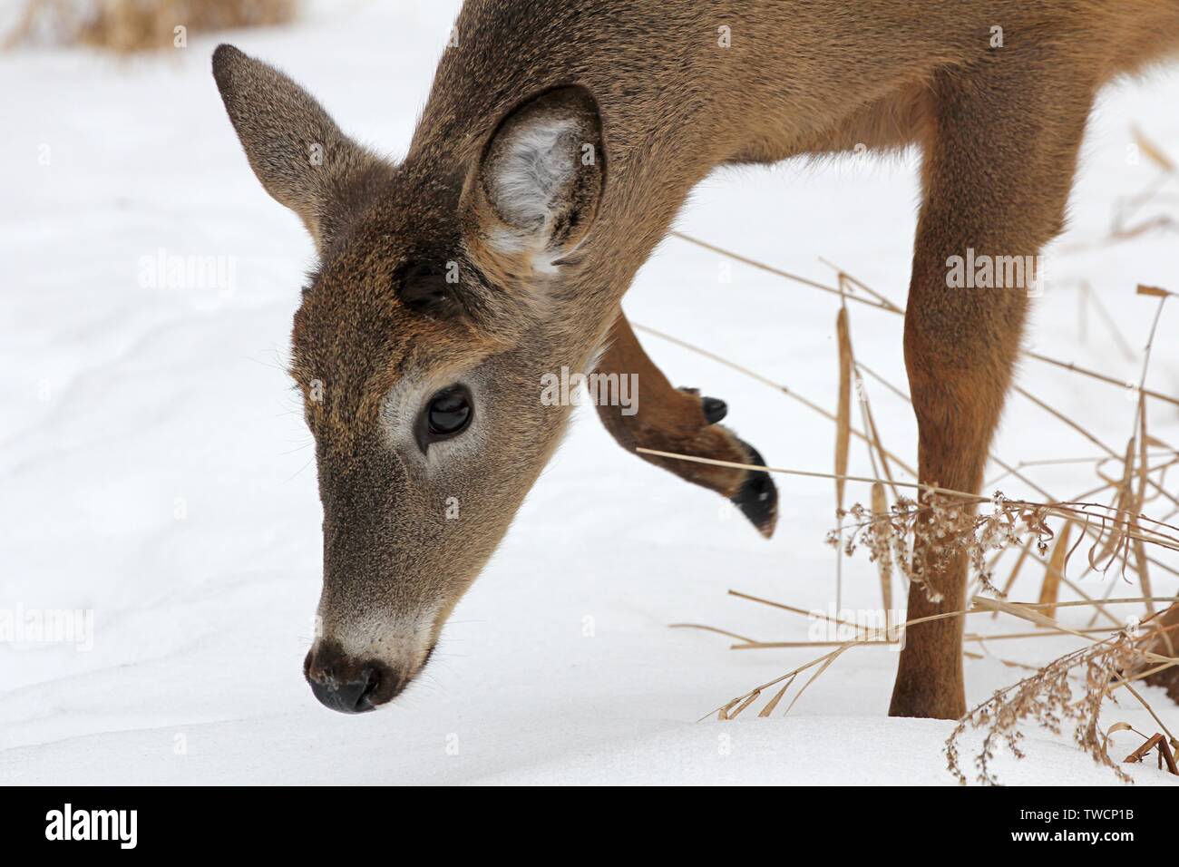 El venado de cola blanca Foto de stock