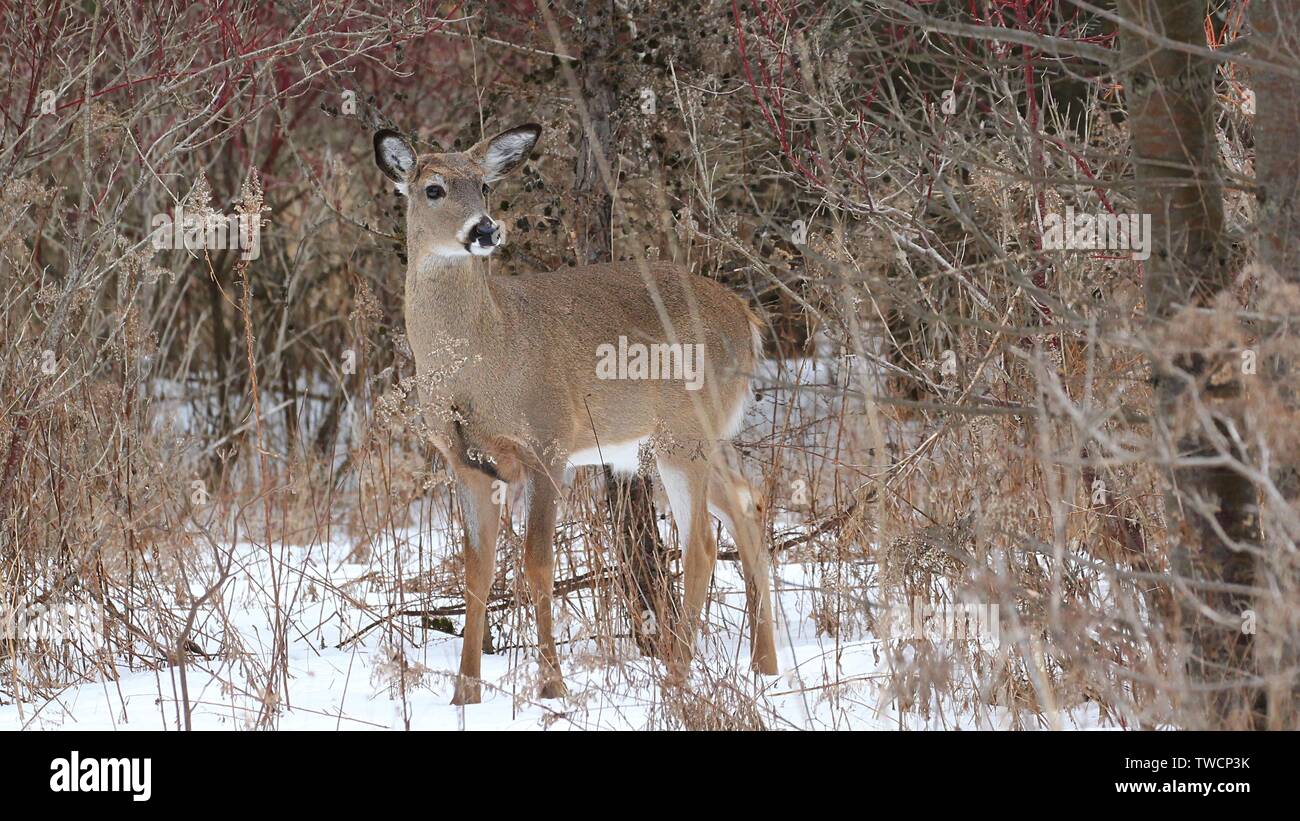 El venado de cola blanca Foto de stock