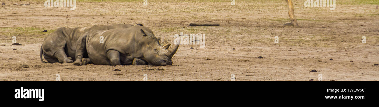 Par de rinoceronte blanco apoyado sobre el suelo, animales en peligro de extincion de África Foto de stock