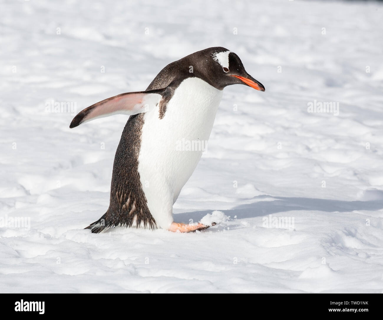Pingüinos Isla Cuverville, Antártica, el 24 de diciembre de 2018 Foto de stock