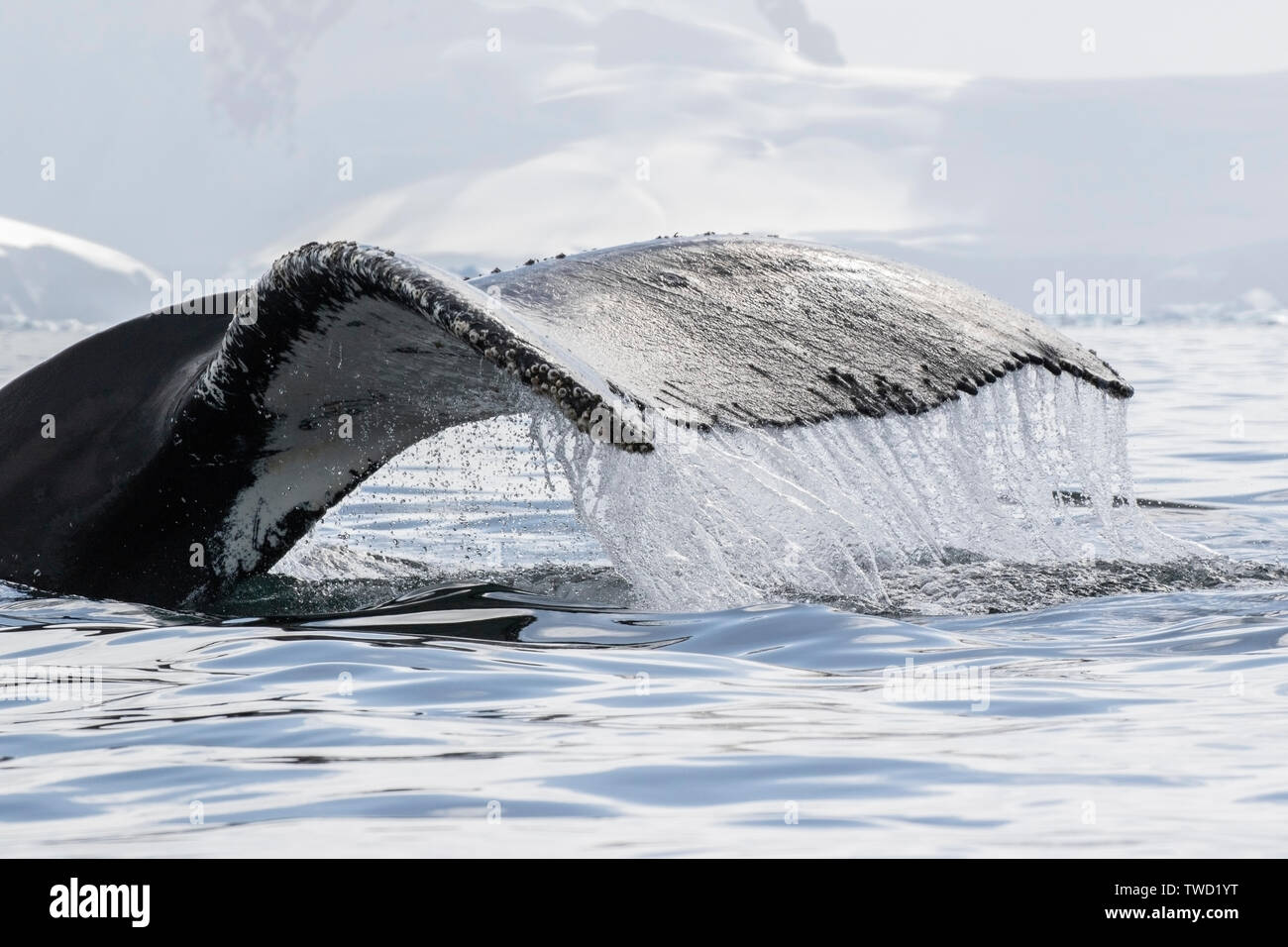 La ballena jorobada (Megaptera novaeangliae) adulto nadar en el océano austral, en la Antártida Foto de stock