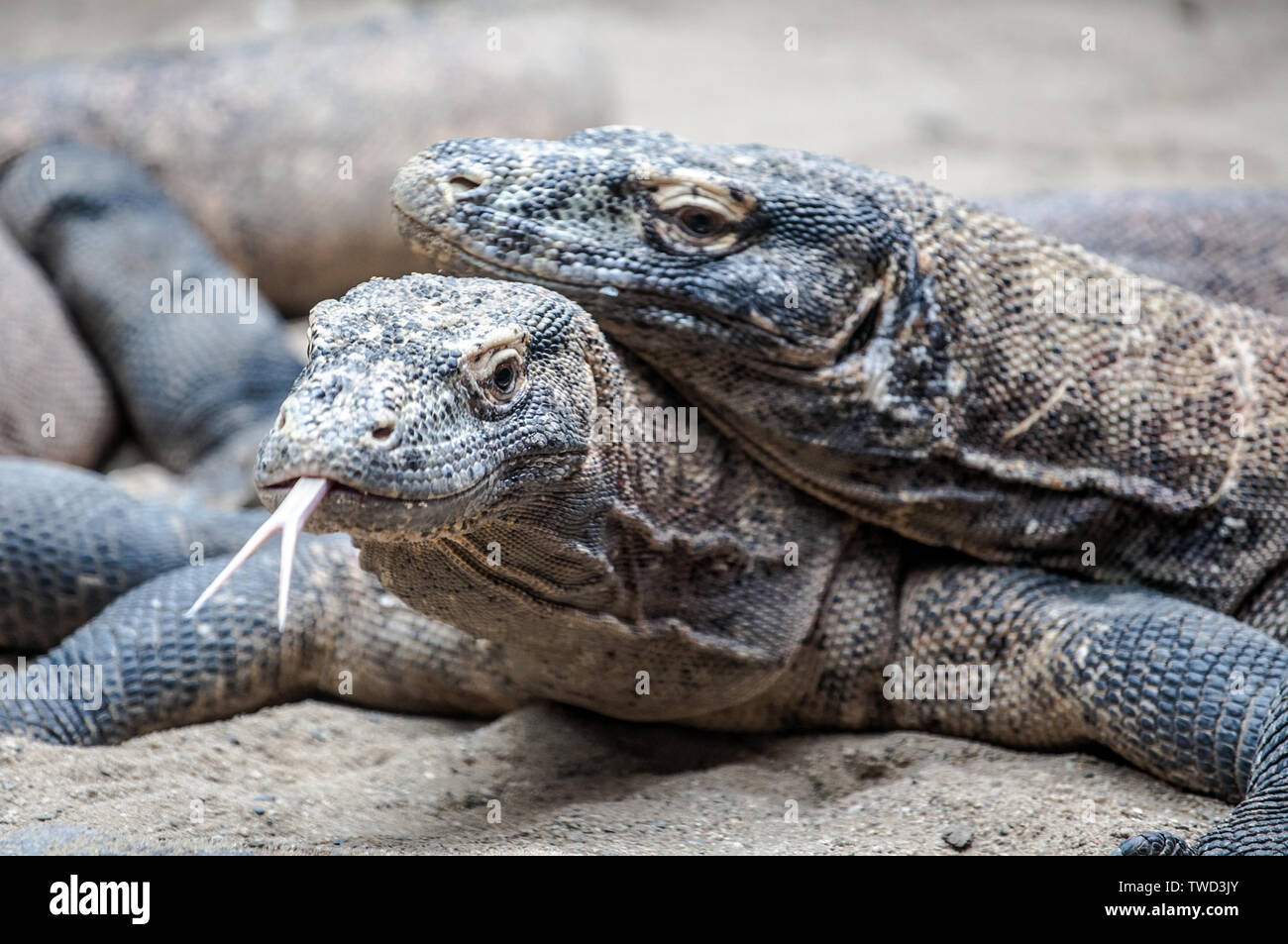 Dos grandes cabezas de lagarto monitor closeup view Foto de stock