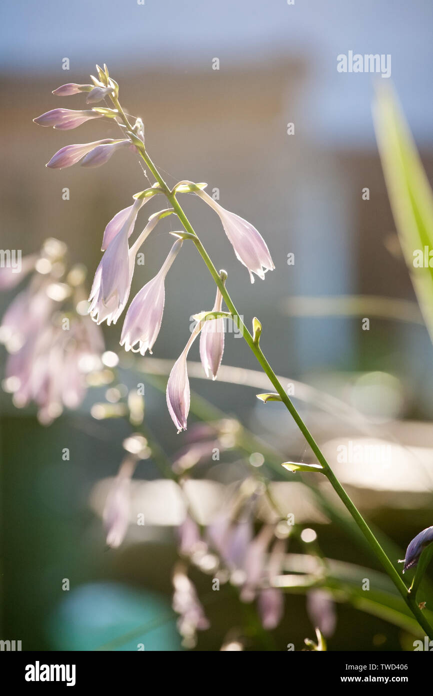 Hosta tierna flor lila sobre fondo claro sunset borrosa Foto de stock