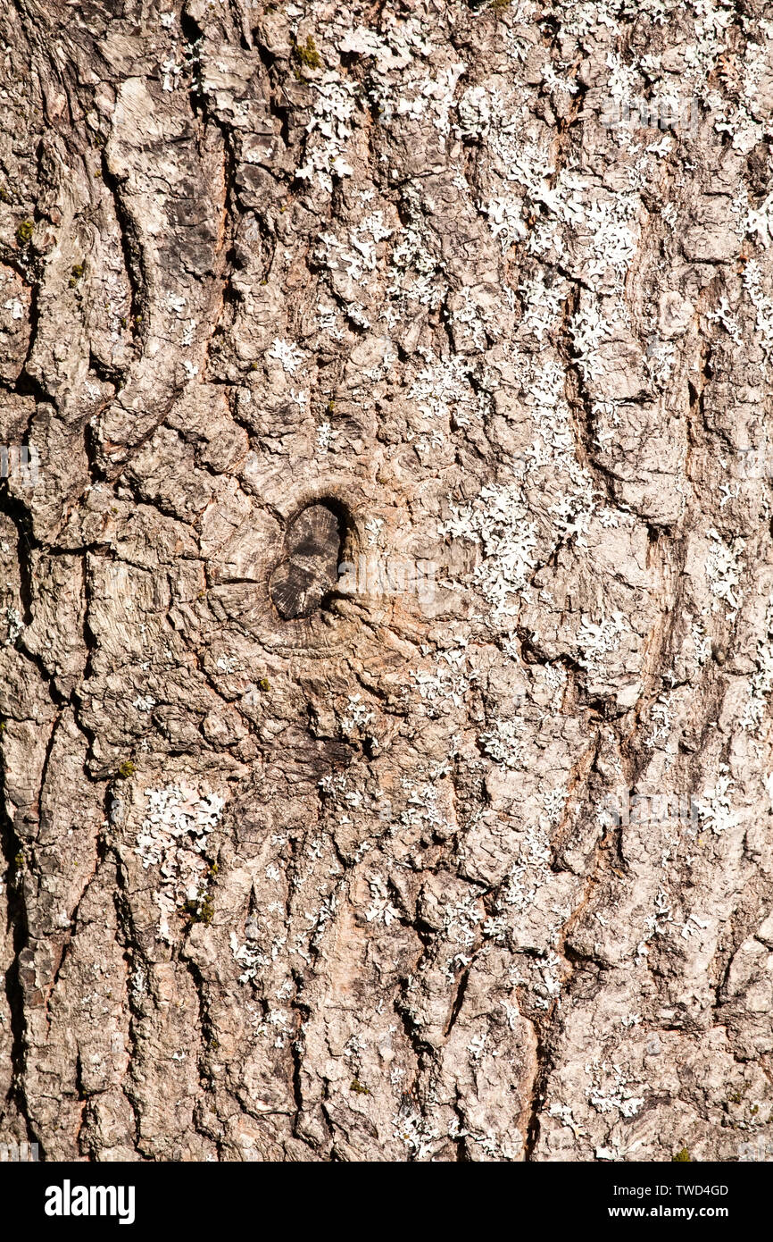 Corteza de árbol viejo patrón de textura macro closeup view Foto de stock