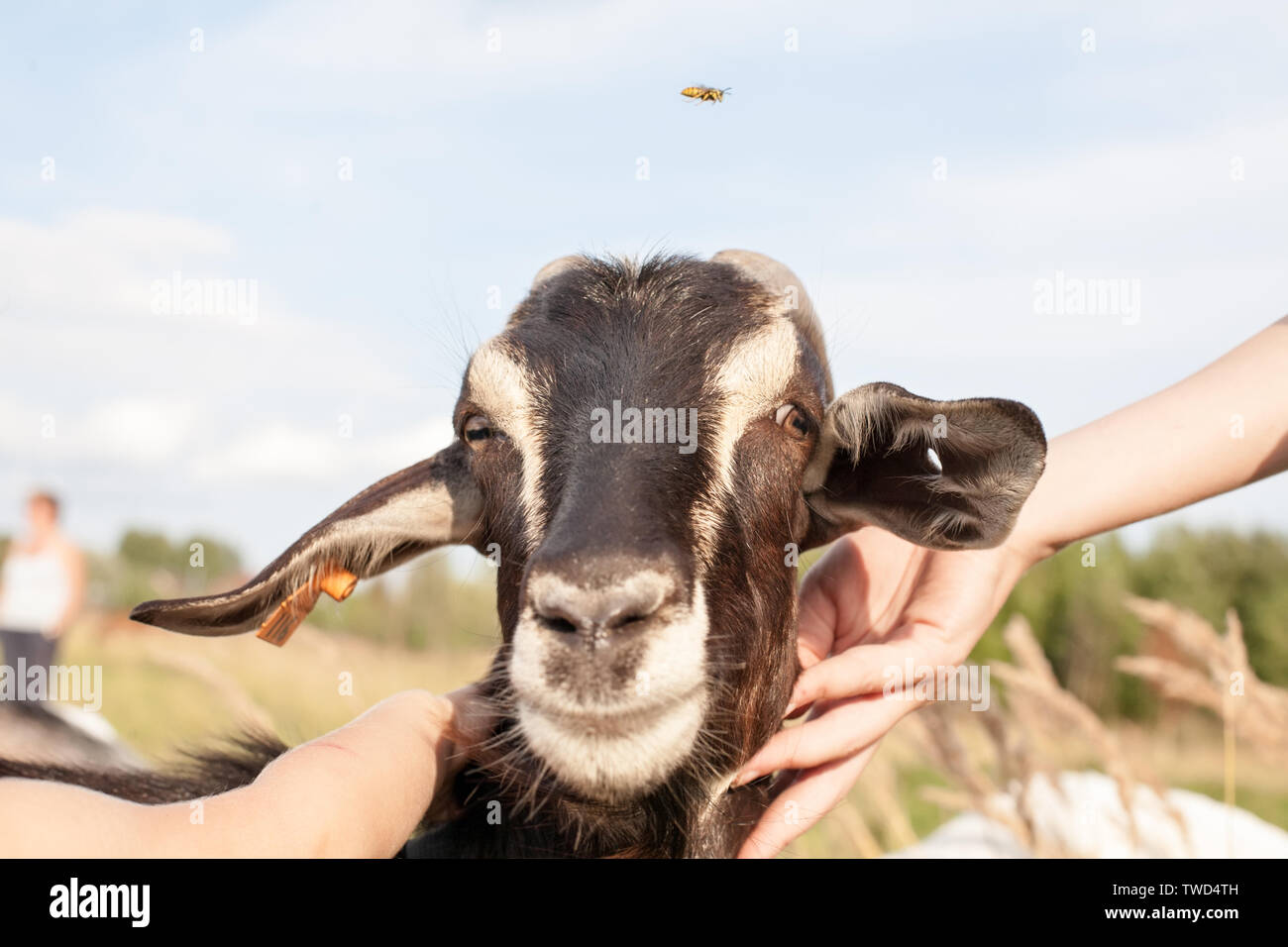 Cabeza de cabra gracioso acercamiento retrato sobre fondo de cielo Foto de stock
