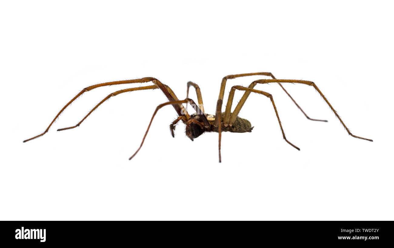 Casa gigante araña (Eratigena atrica) Vista lateral de araña con largas piernas peludas aislado sobre fondo blanco. Foto de stock