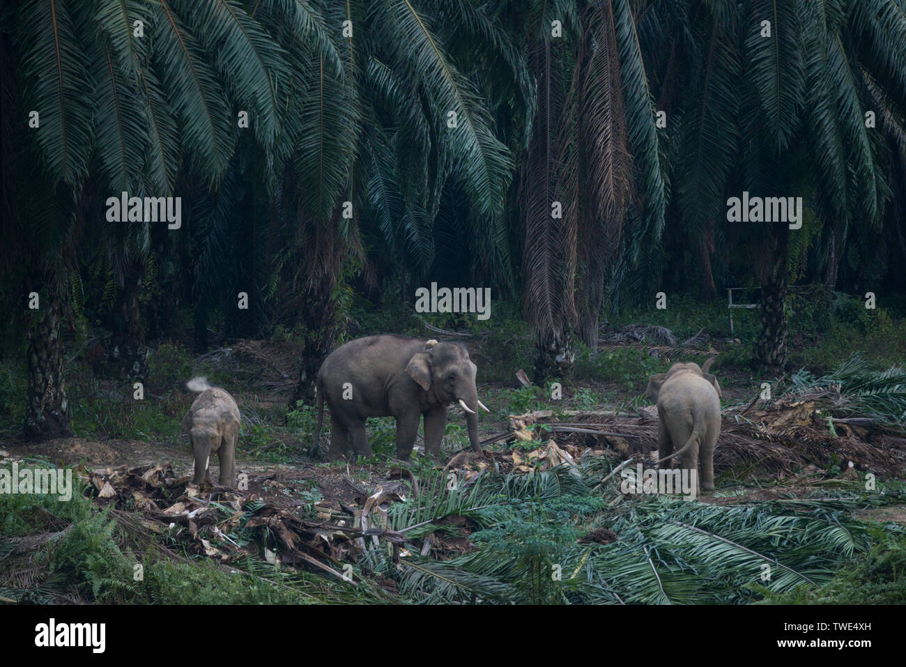 Bornean Elefante, Elephas maximus borneensis, en la plantación de palma de aceite, cerca de Tawau, Sabah, Borneo, Malasia Oriental. Foto de stock