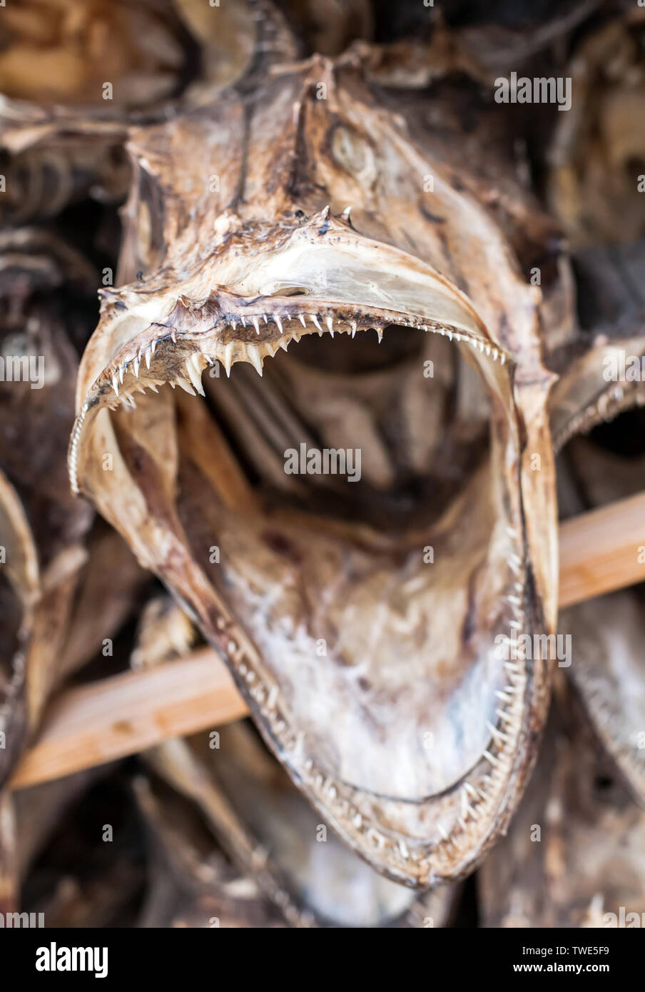 Pescado seco con amplias mandíbulas abiertas closeup vista frontal Foto de stock