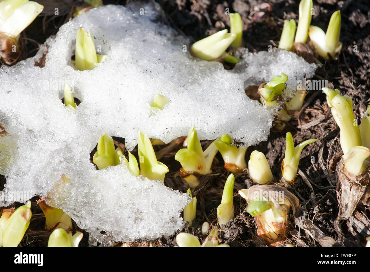 Verde primavera brota la planta creciente acercamiento a través de la nieve en el fondo de tierra exterior Foto de stock