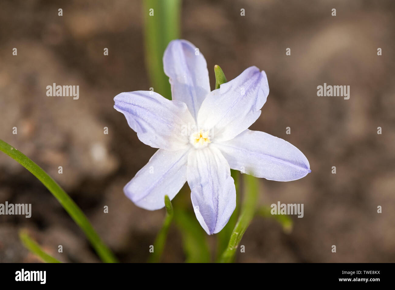 Luz azul snowdrop spring flower closeup ver en el oscuro fondo de tierra Foto de stock