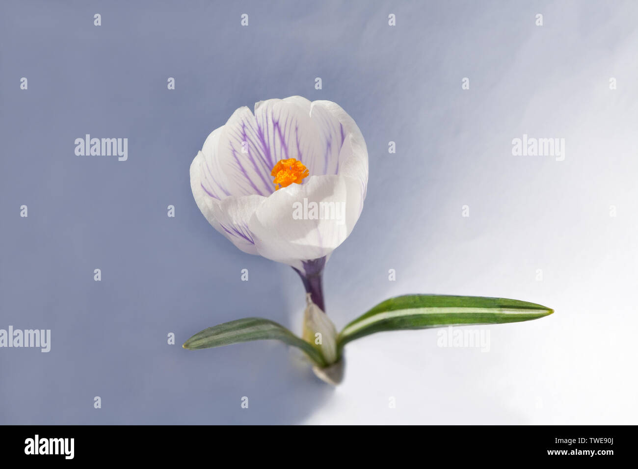 Snowdrop blanco spring flower closeup vista sobre fondo gris y blanco vacío Foto de stock