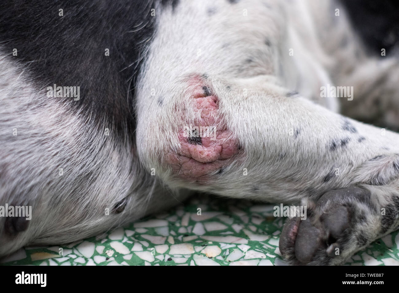 Dog scabies fotografías e imágenes de alta resolución - Alamy