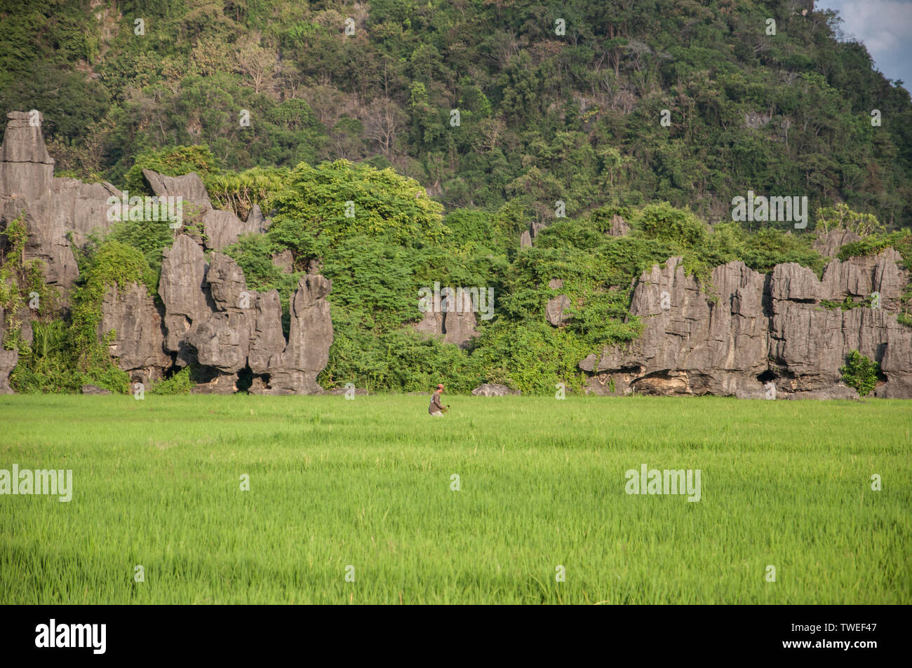 Maros, Indonesia - Junio de 2018 : paisaje cárstico con cúpulas de piedra caliza y campos de arroz. Foto de stock
