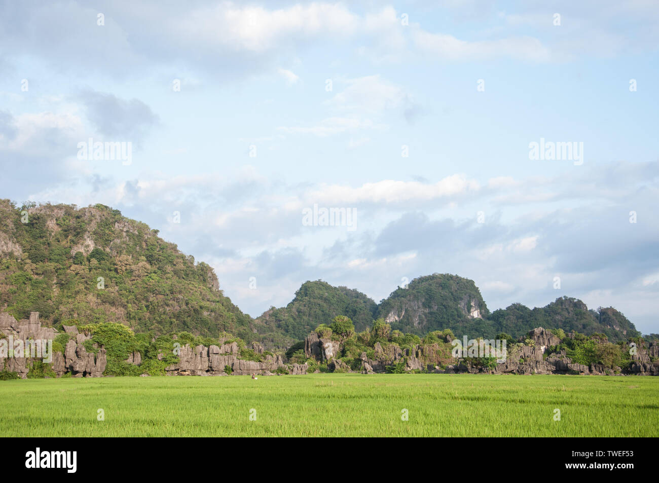 Maros, Indonesia - Junio de 2018 : paisaje cárstico con cúpulas de piedra caliza y campos de arroz. Foto de stock