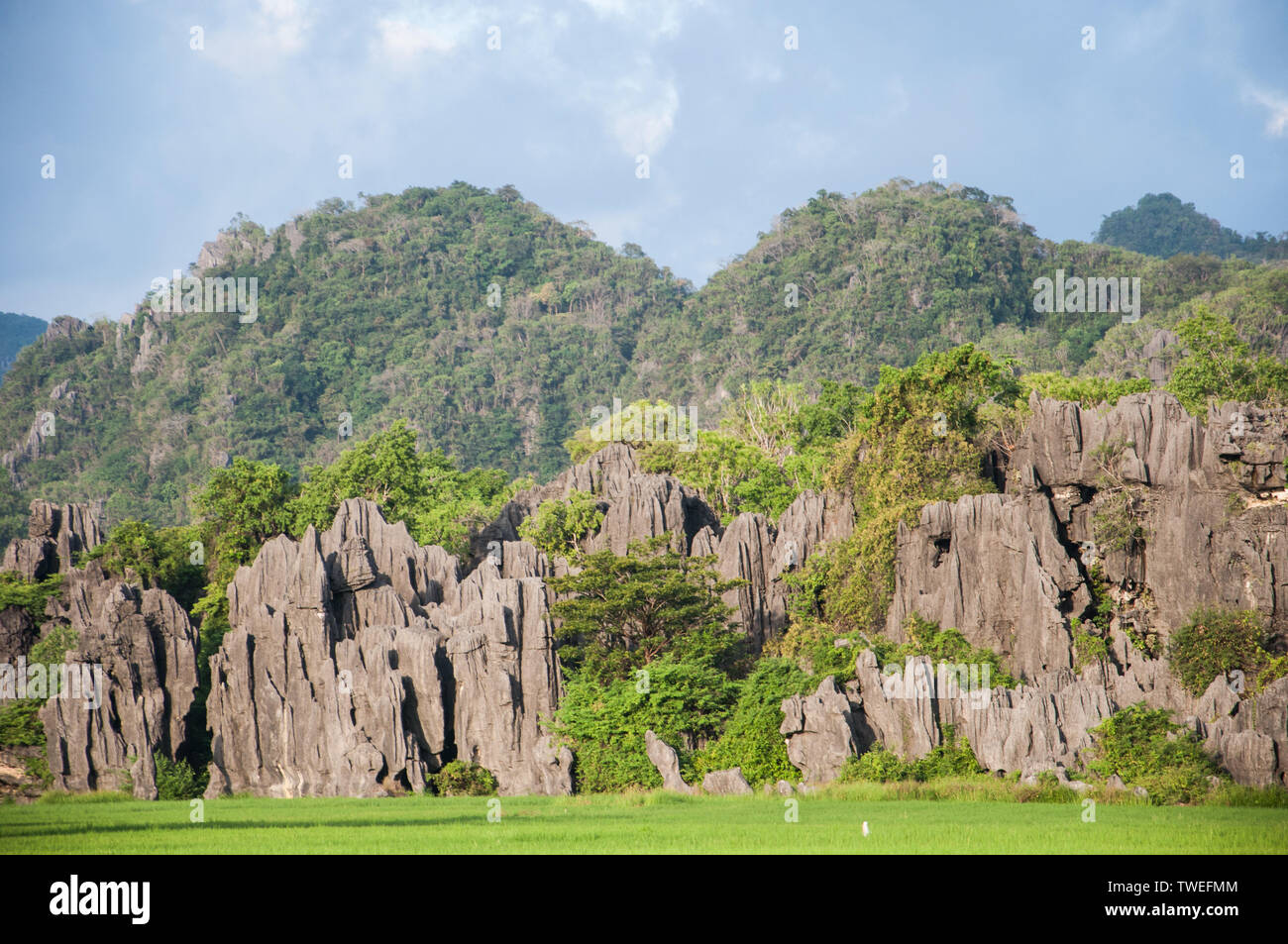 Maros, Indonesia - Junio de 2018 : paisaje cárstico con cúpulas de piedra caliza y campos de arroz. Foto de stock