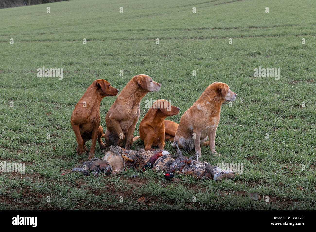 La perdiz y el faisán dispara en otoño de campo con perros de muestra. Foto de stock