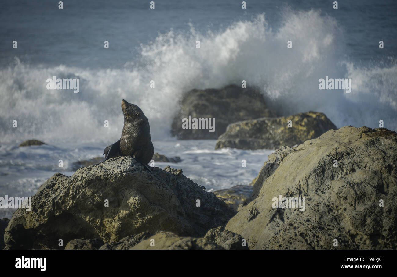 Sentándose en una roca sello, Kaikoura, Isla del Sur, Nueva Zelanda Foto de stock