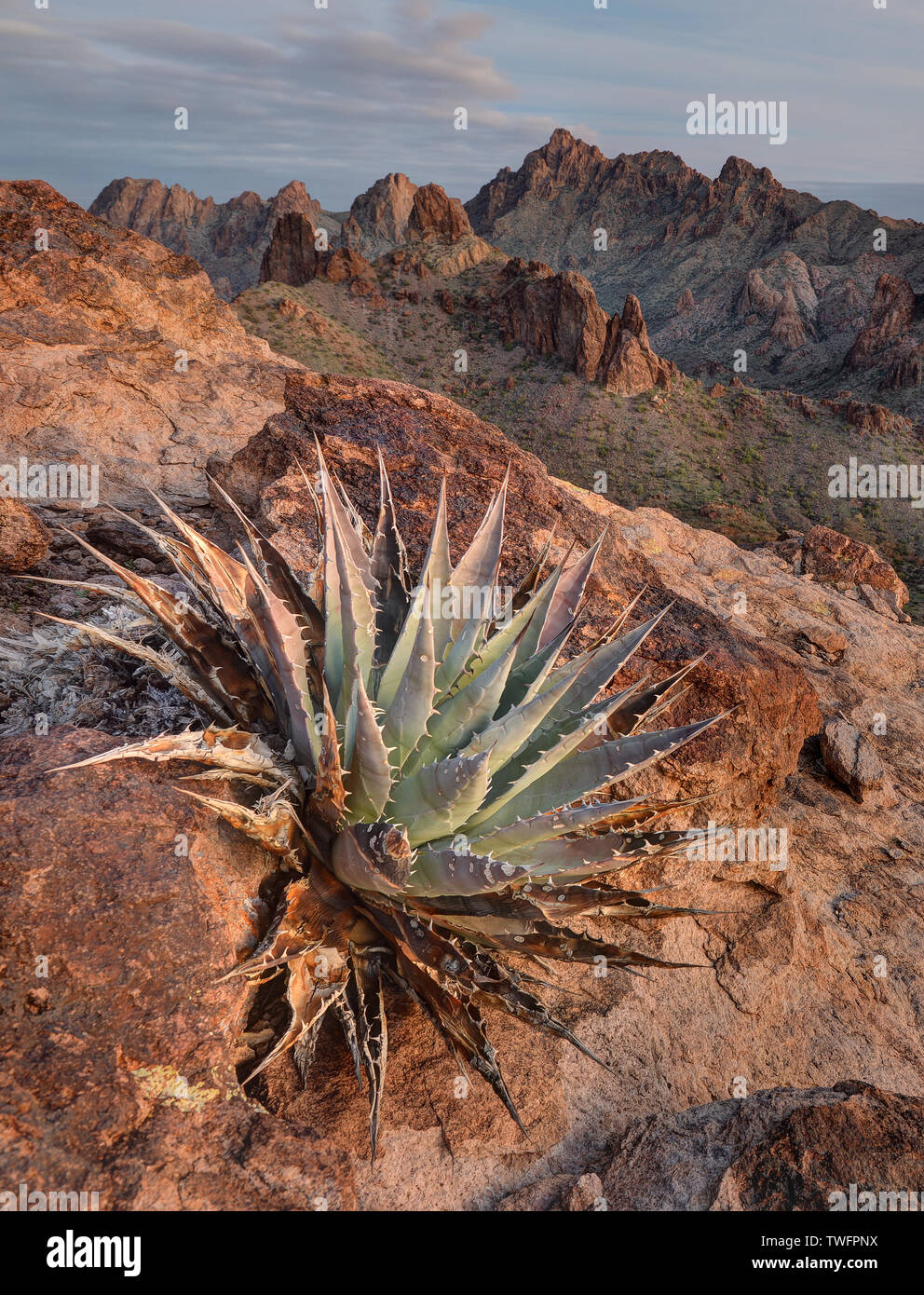 Cactus crecen en el Refugio Nacional de Vida Silvestre Kofa, Arizona, Estados Unidos Foto de stock