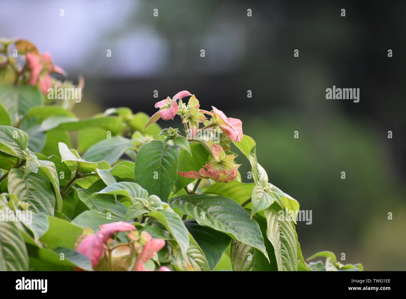 Hermosos árboles con flores rosadas en el parque. Composición natural Foto de stock