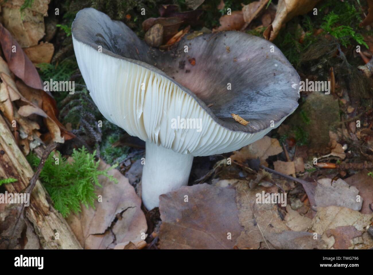 Fungi the charcoal burner fungus fotografías e imágenes de alta