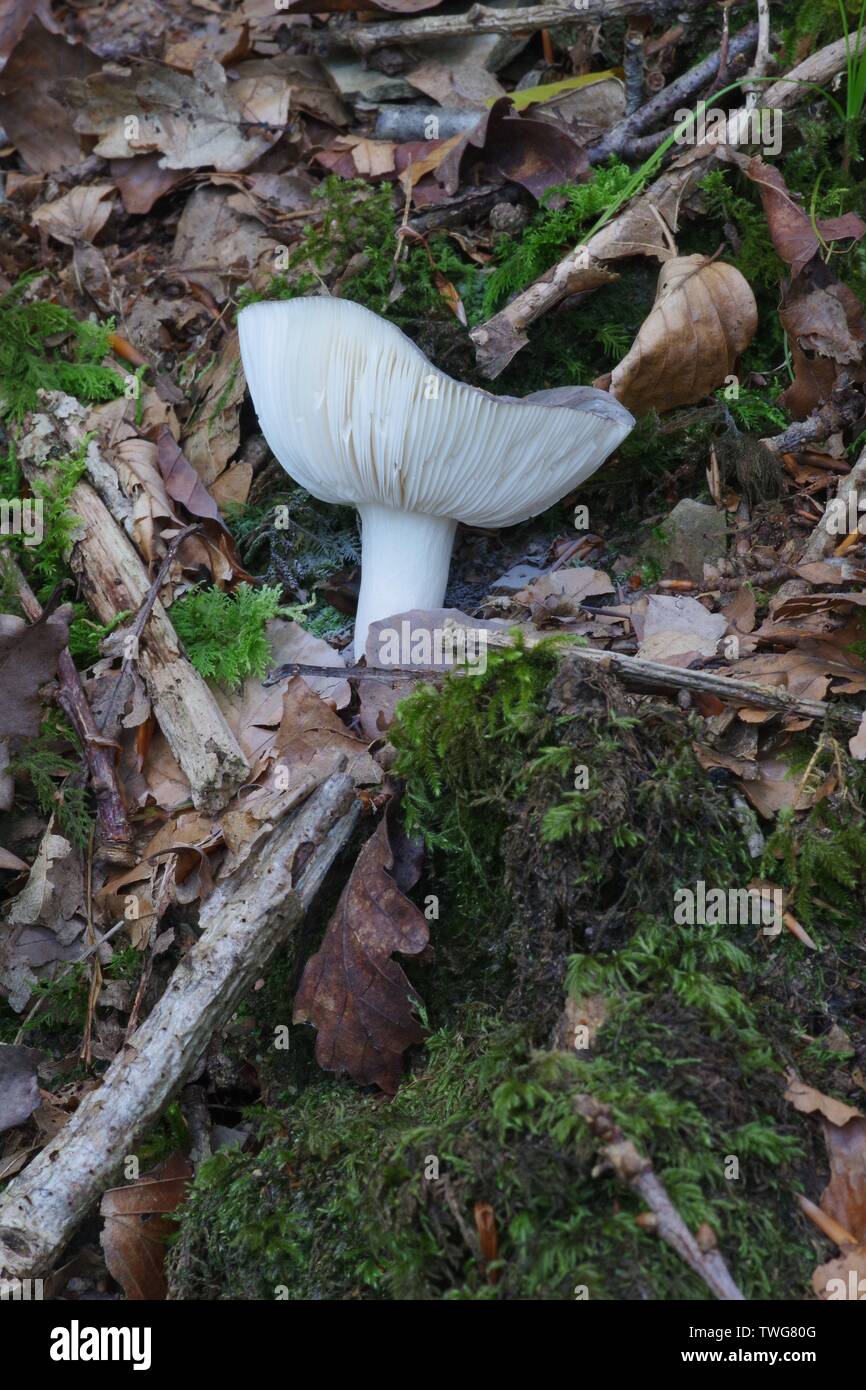 Fungi the charcoal burner fungus fotografías e imágenes de alta