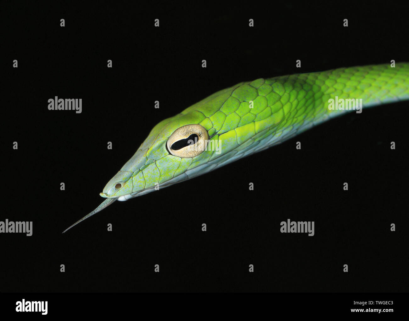 Látigo del Boie serpiente, Foto de stock