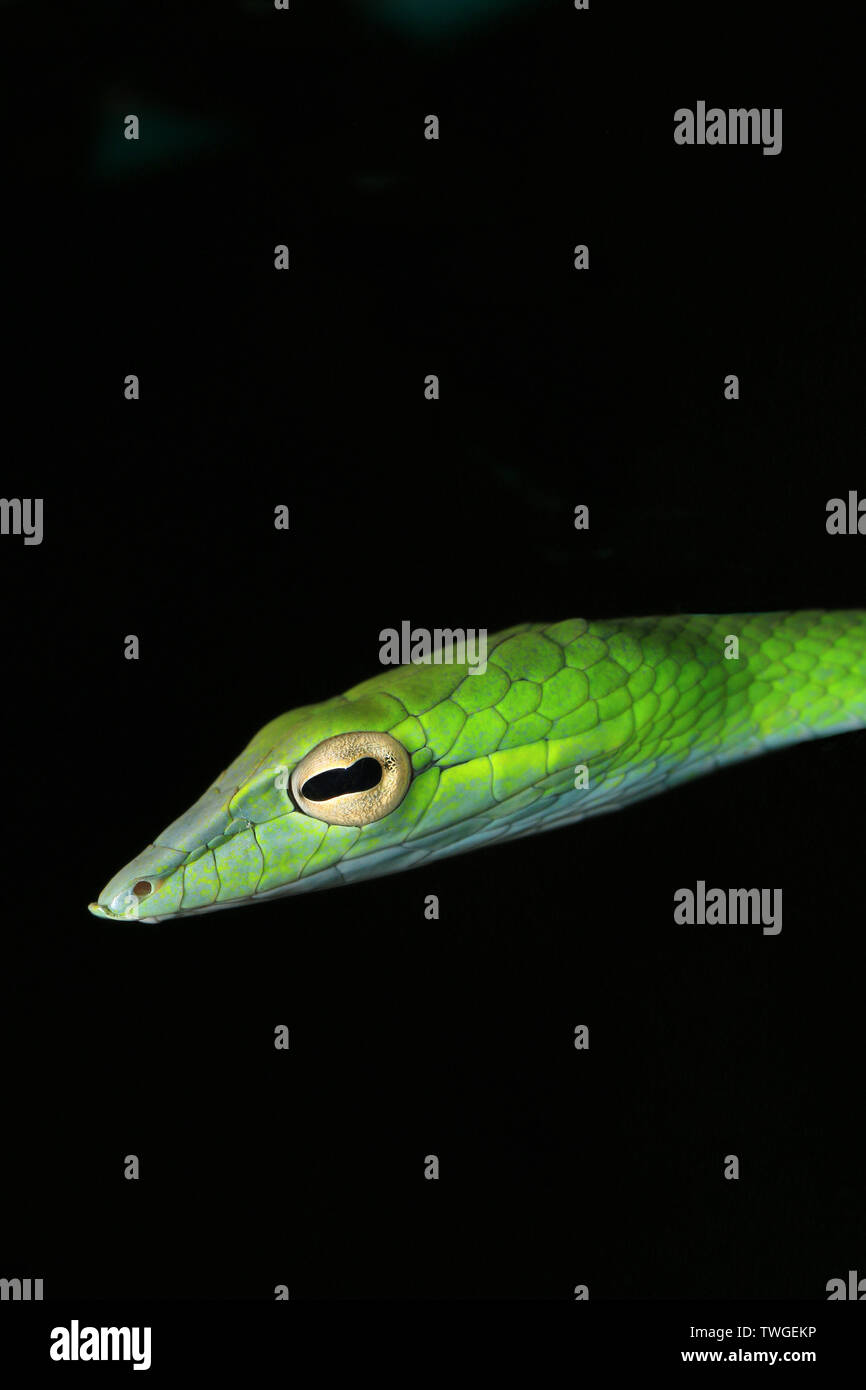 Látigo del Boie serpiente, Foto de stock