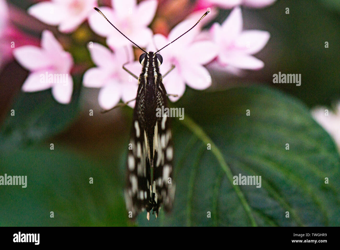 Una de cal butterfly (Papilio demoleus) en una casa de mariposas sobre las flores de una estrella egipcia (Pentas lanceolata) Foto de stock