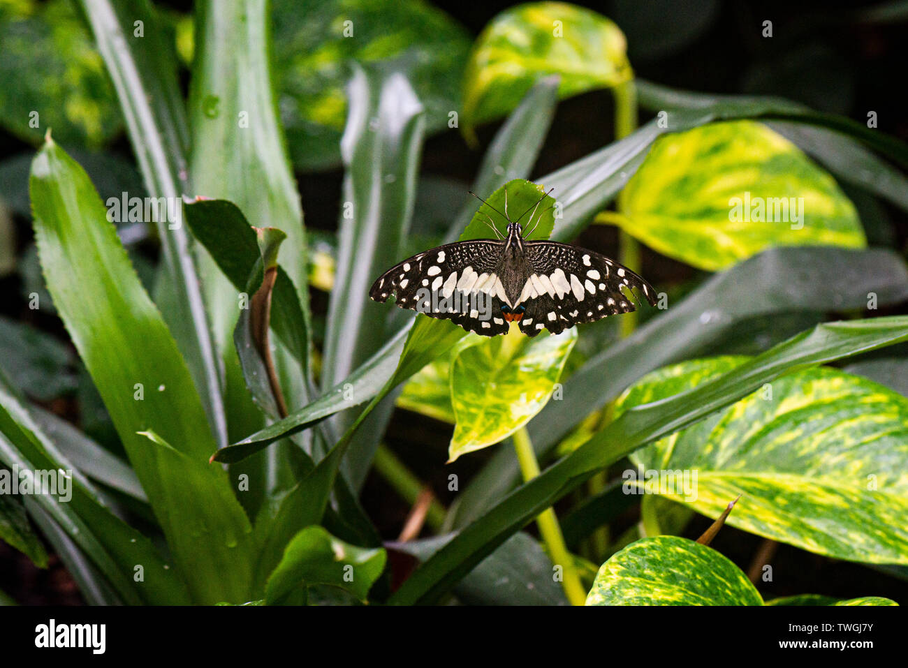 Una de cal butterfly (Papilio demoleus) en una casa de mariposas Foto de stock