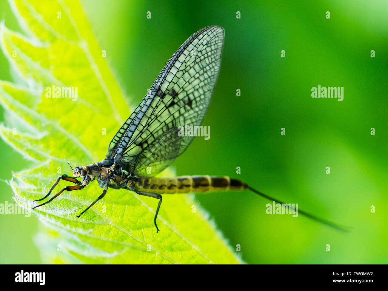 Mayfly adulta cerca de hoja de ortiga Foto de stock